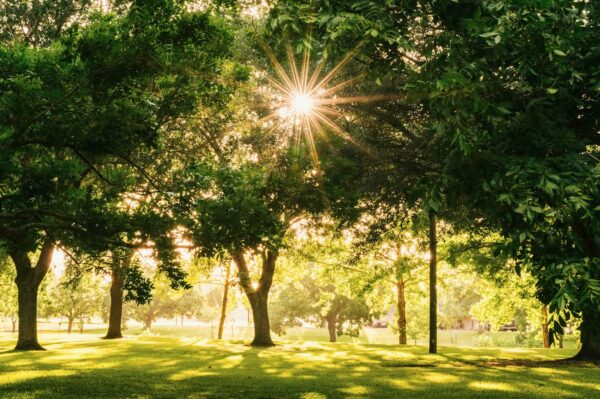 A lush, sun-drenched park featuring vibrant green grass and several large, leafy deciduous trees. A bright sunburst peeks through the dense green canopy, casting long shadows and a warm, golden glow across the landscape. The scene conveys a serene, natural atmosphere with soft lighting filtering through the branches.